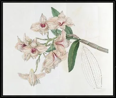 Картина Дендробиум медного цвета (1815-1819)