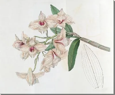 Картина Дендробиум медного цвета (1815-1819)