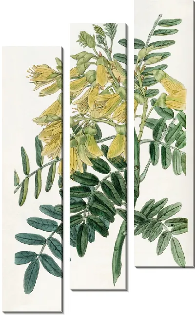 Картина Дерево Чилиан Маю (1815-1819)