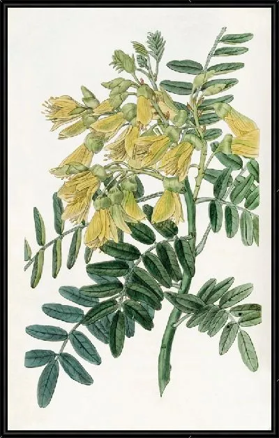 Картина Дерево Чилиан Маю (1815-1819)