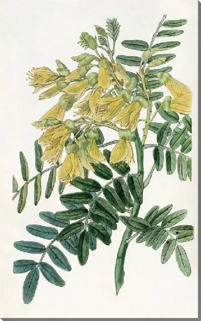 Картина Дерево Чилиан Маю (1815-1819)