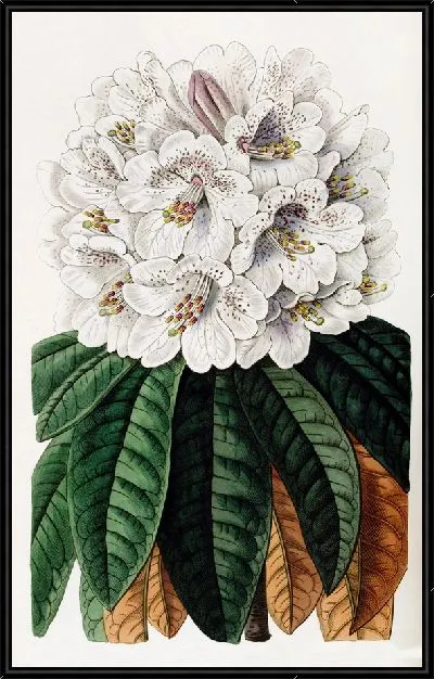 Картина Древесный рододендрон коричнево-цветной (1815-1819)