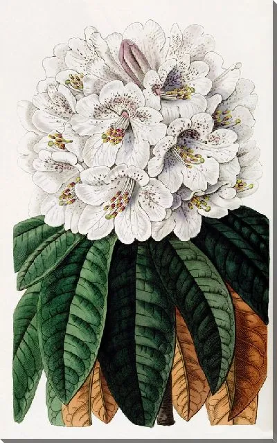 Картина Древесный рододендрон коричнево-цветной (1815-1819)