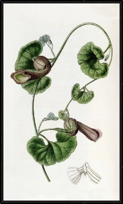 Картина Зверобой чилийский (1815-1819)