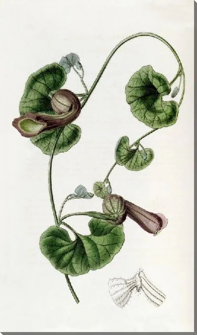 Картина Зверобой чилийский (1815-1819)