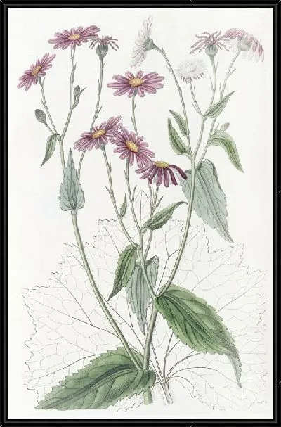 Картина Землянка Мать-и-мачеха листовая (1815-1819)