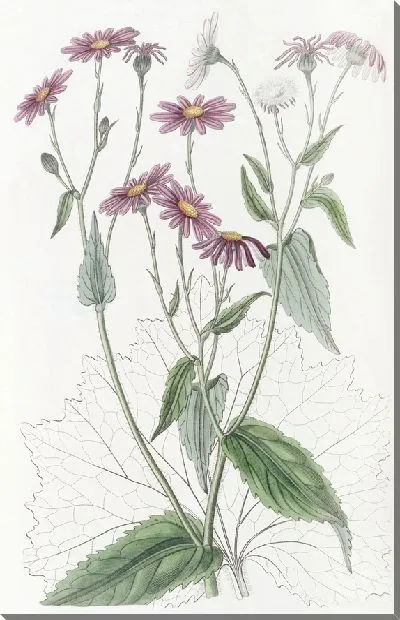 Картина Землянка Мать-и-мачеха листовая (1815-1819)