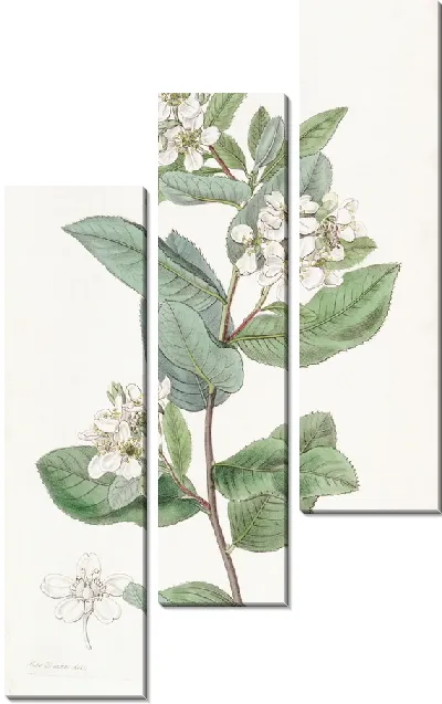 Картина Кагенекия бояролистная (1815-1819)