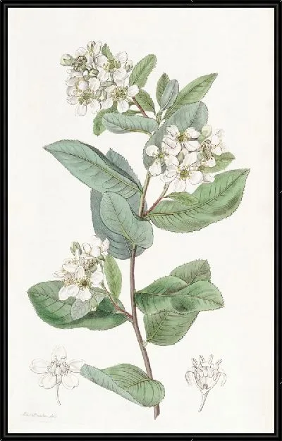 Картина Кагенекия бояролистная (1815-1819)