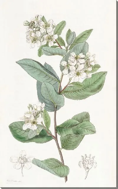 Картина Кагенекия бояролистная (1815-1819)