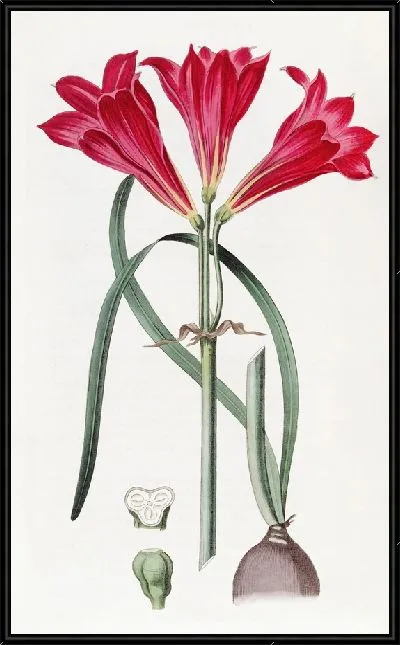 Картина Кармин Амариллис (1815-1819)