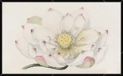 Картина Каспийский нелюмбий (1815-1819)