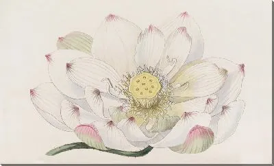 Картина Каспийский нелюмбий (1815-1819)