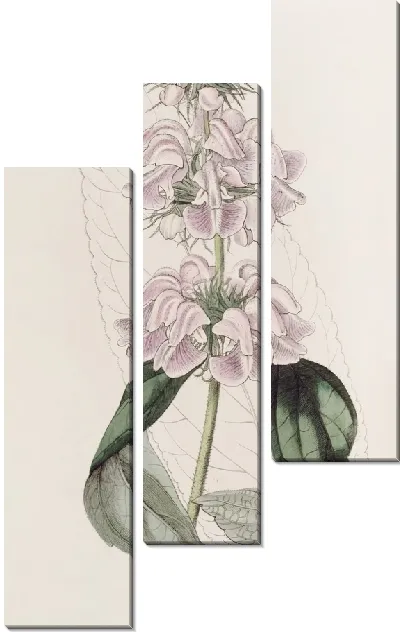 Картина Кашемировая Фломида (1815-1819)
