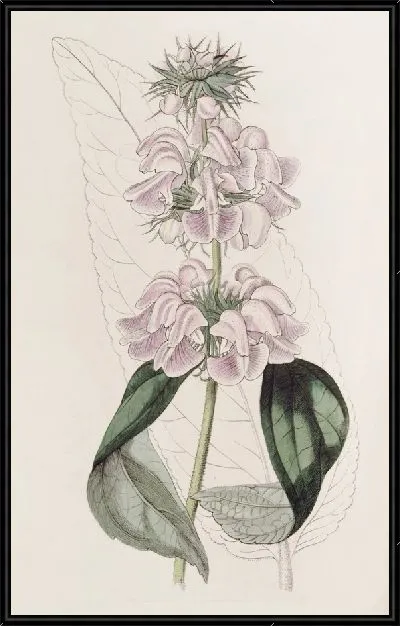 Картина Кашемировая Фломида (1815-1819)