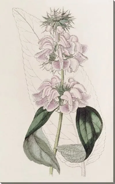 Картина Кашемировая Фломида (1815-1819)