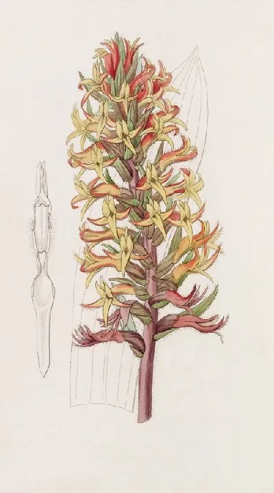 Картина Киноварь Стеноринх (1815-1819)