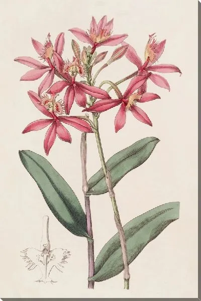 Картина Киноварь Эпидендрум (1815-1819)