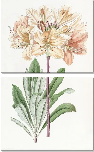 Картина Китайская желтая азалия (1815-1819)