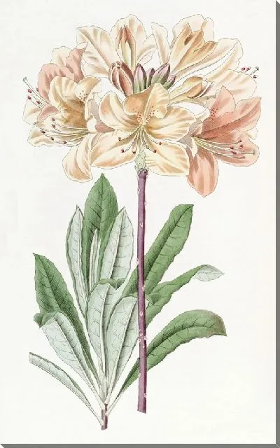 Картина Китайская желтая азалия (1815-1819)