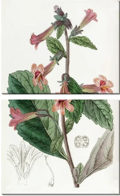 Картина Китайская Рехмания (1815-1819)