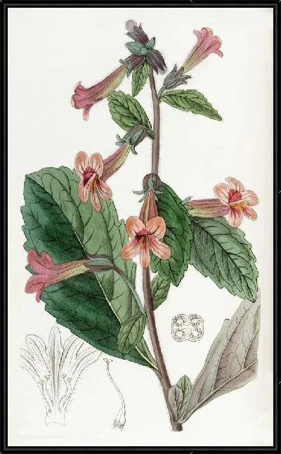 Картина Китайская Рехмания (1815-1819)