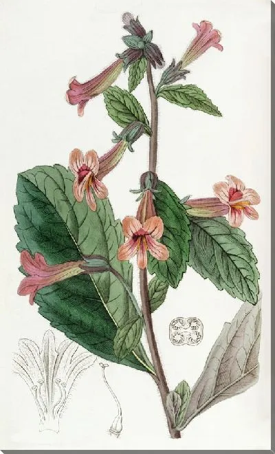 Картина Китайская Рехмания (1815-1819)