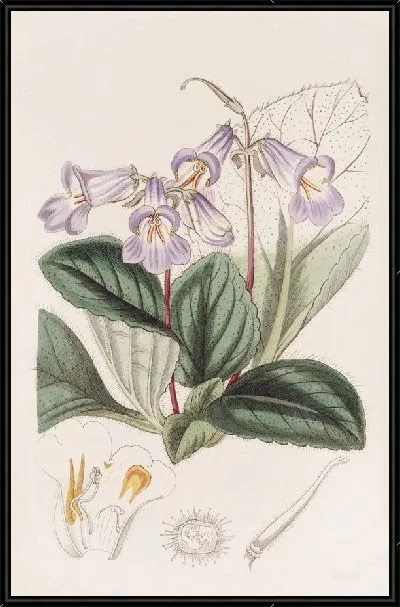 Картина Китайская Чирита (1815-1819)