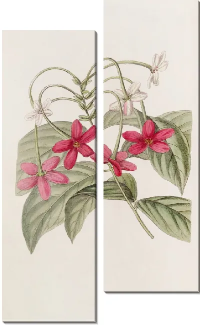 Картина Китайский Кискалис (1815-1819)