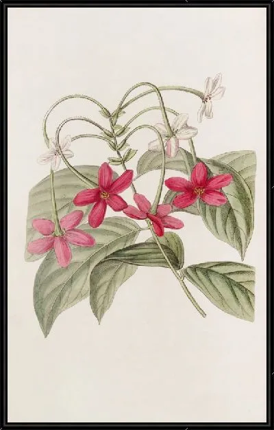 Картина Китайский Кискалис (1815-1819)