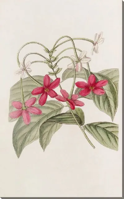 Картина Китайский Кискалис (1815-1819)