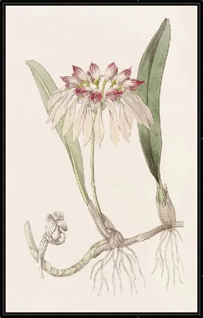 Картина Китайский цирропеталум (1815-1819)