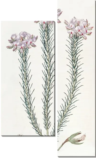 Картина Кластерная буртония (1815-1819)