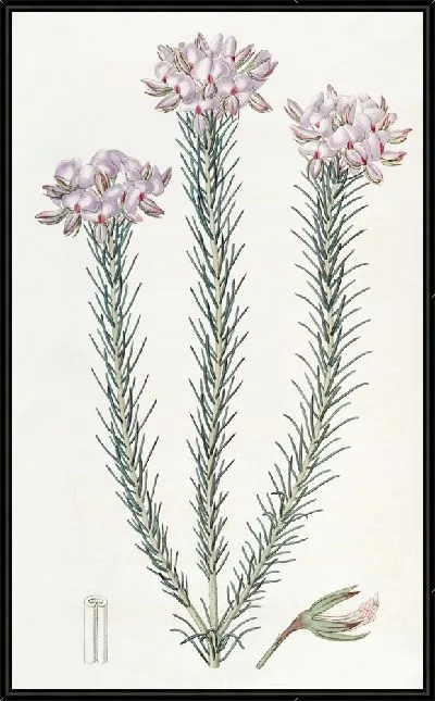 Картина Кластерная буртония (1815-1819)