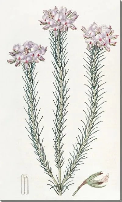 Картина Кластерная буртония (1815-1819)