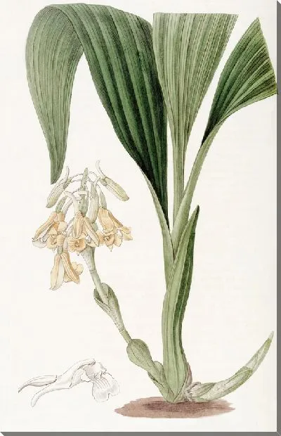 Картина Кластерная Каланте (1815-1819)