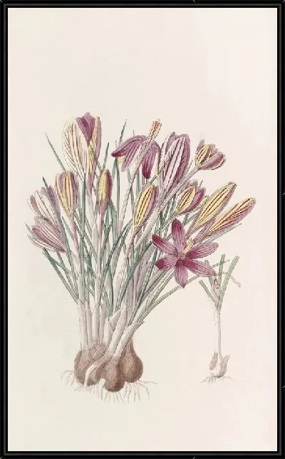 Картина Корсиканский крокус (1815-1819)