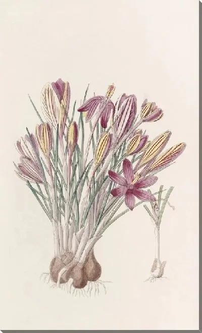 Картина Корсиканский крокус (1815-1819)