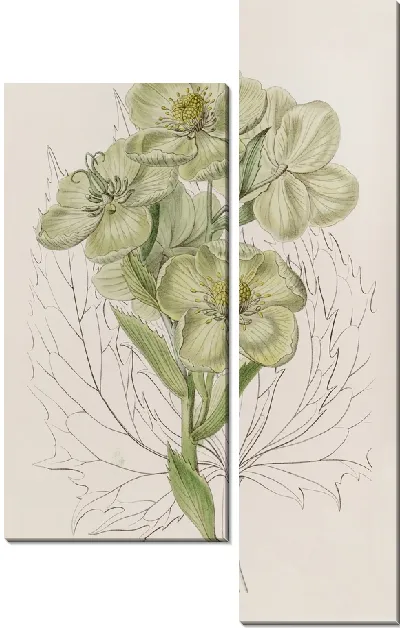 Картина Корсиканский Морозник (1815-1819)