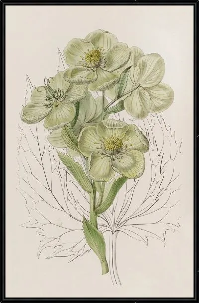 Картина Корсиканский Морозник (1815-1819)