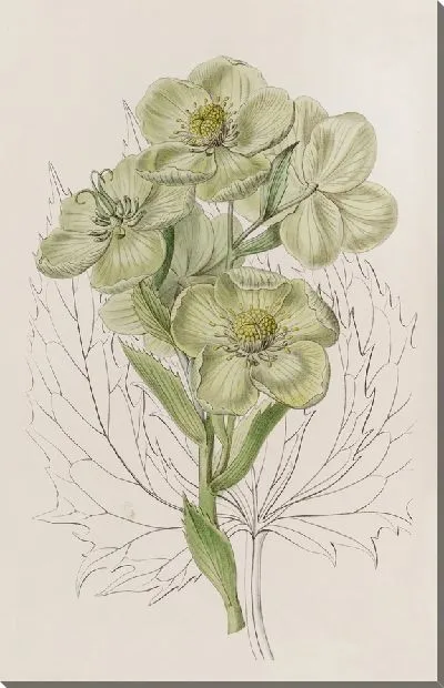 Картина Корсиканский Морозник (1815-1819)
