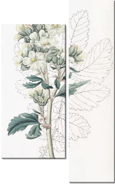 Картина Лапчатка мелкоцветковая (1815-1819)