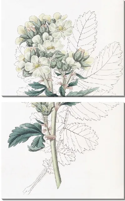 Картина Лапчатка мелкоцветковая (1815-1819)