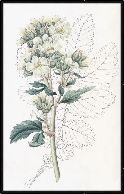 Картина Лапчатка мелкоцветковая (1815-1819)