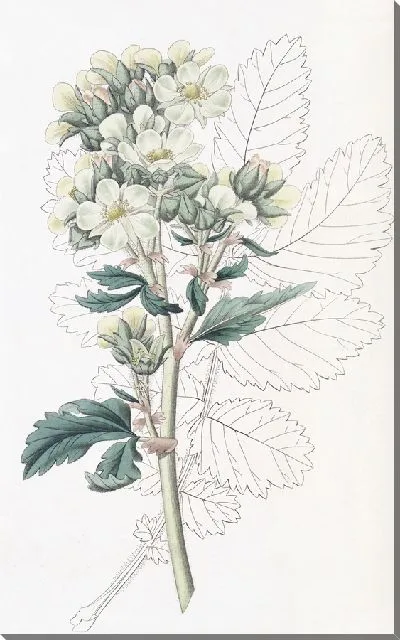 Картина Лапчатка мелкоцветковая (1815-1819)