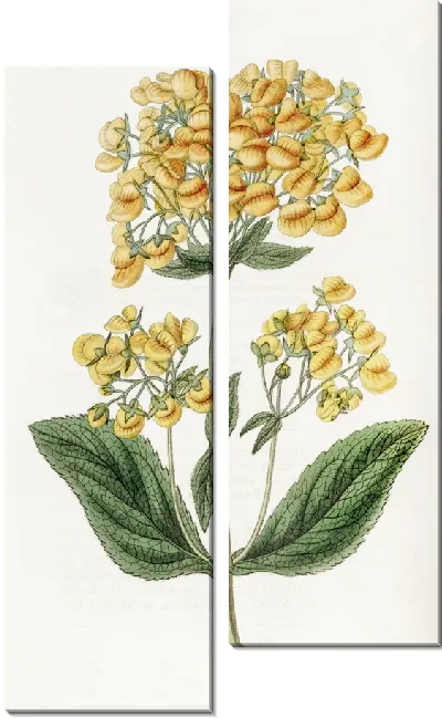 Картина Липкая кальцеолярия (1815-1819)