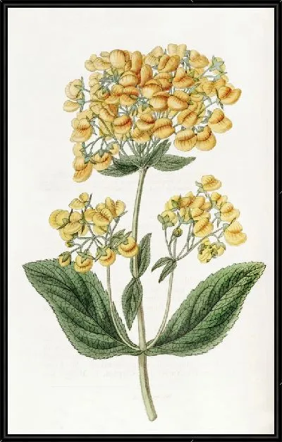 Картина Липкая кальцеолярия (1815-1819)