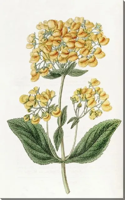Картина Липкая кальцеолярия (1815-1819)