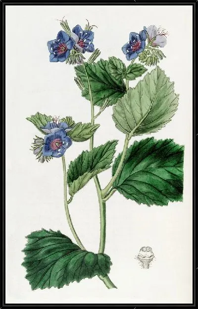 Картина Липкая эвтока (1815-1819)