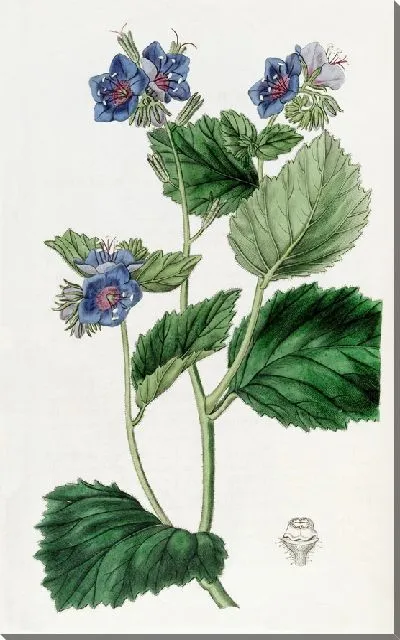 Картина Липкая эвтока (1815-1819)